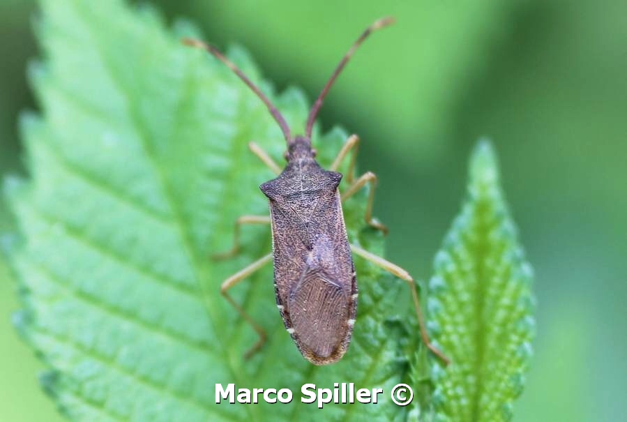 Coreidae: Gonocerus acuteangulatus della Lombardia (MI)